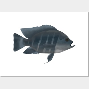 Zebra Tilapia Posters and Art